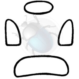 KIT GOMAS CAL-LOOK 53-5717-020